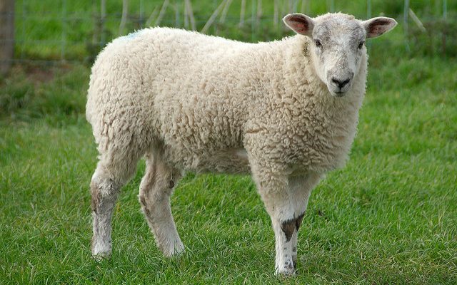 Detail Image Sheep Nomer 5
