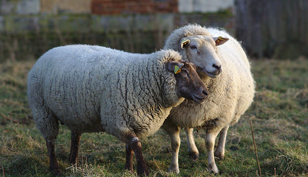Detail Image Sheep Nomer 45
