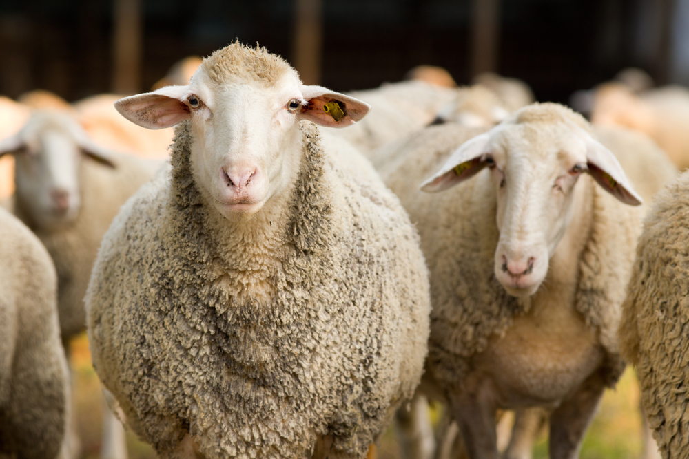 Detail Image Sheep Nomer 8