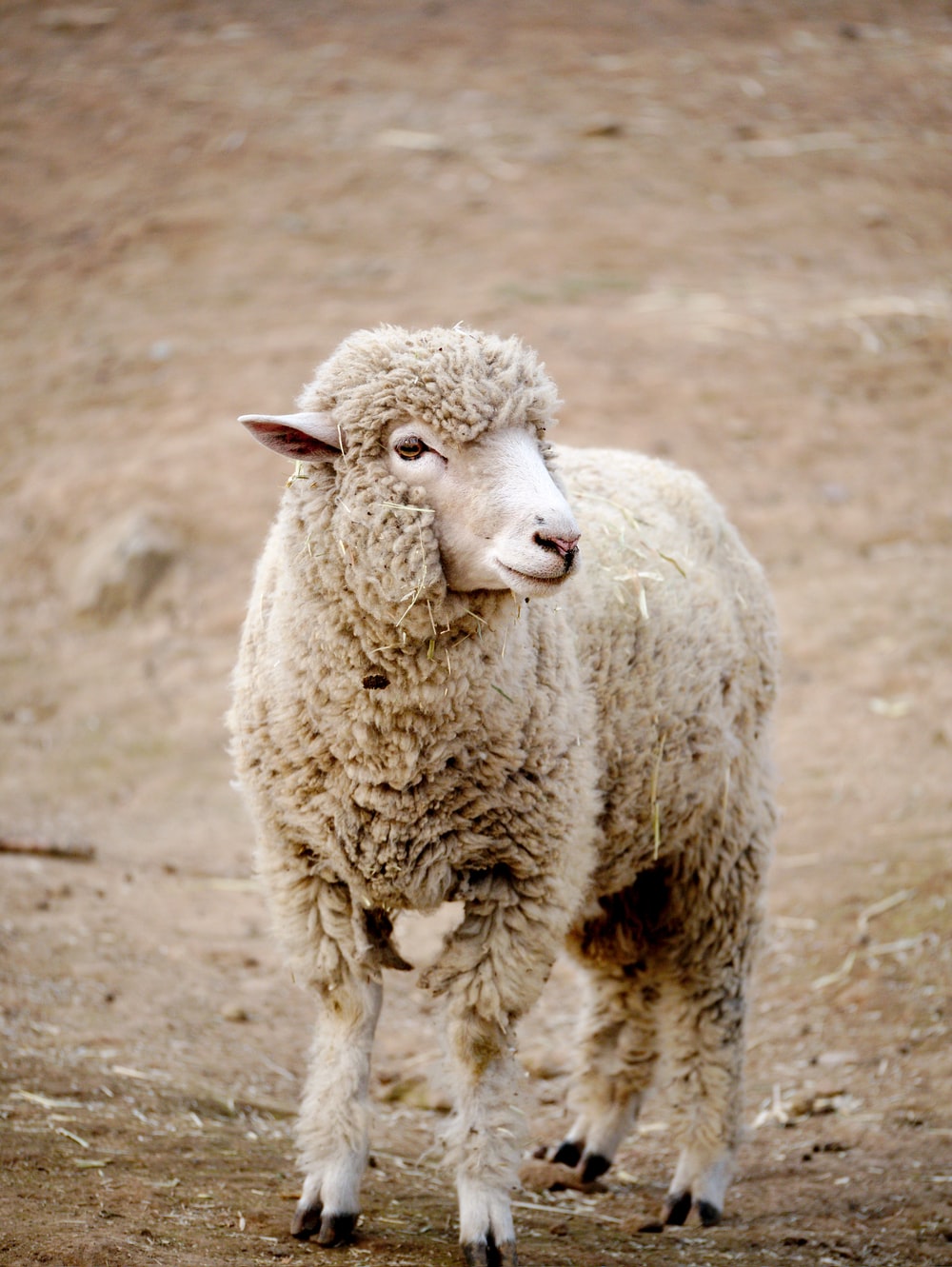 Detail Image Sheep Nomer 10