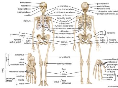 Detail Image Skeleton Nomer 21