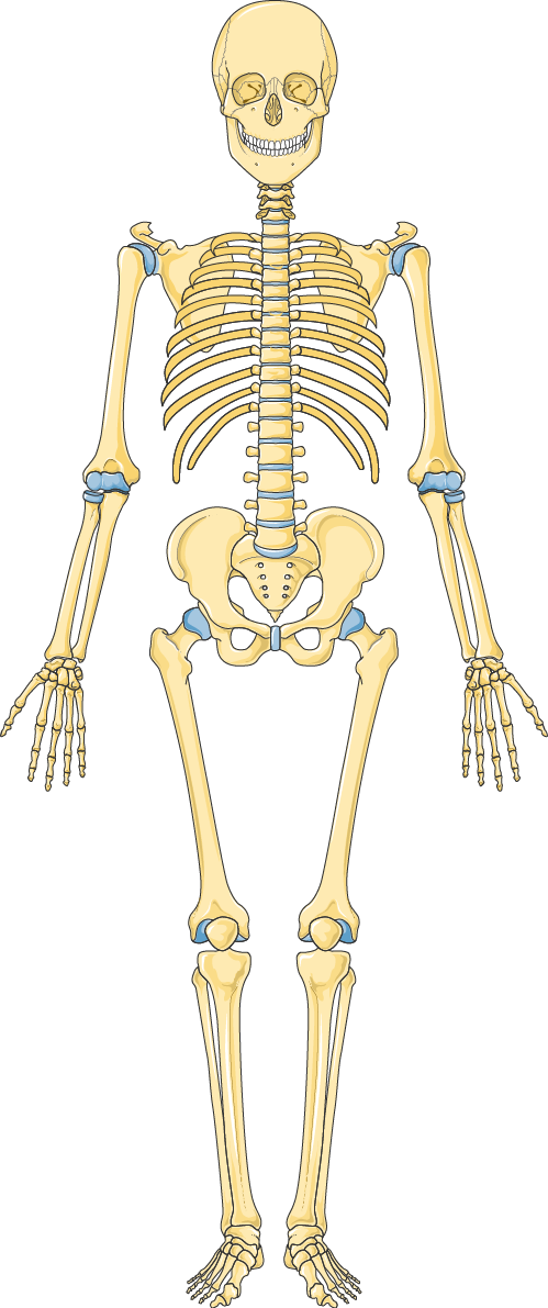 Detail Image Skeleton Nomer 29