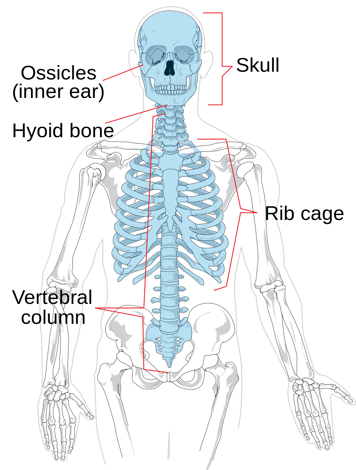 Detail Image Skeleton Nomer 47