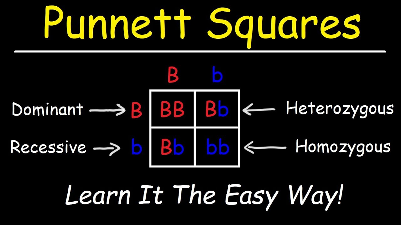 Detail Image Square Nomer 55