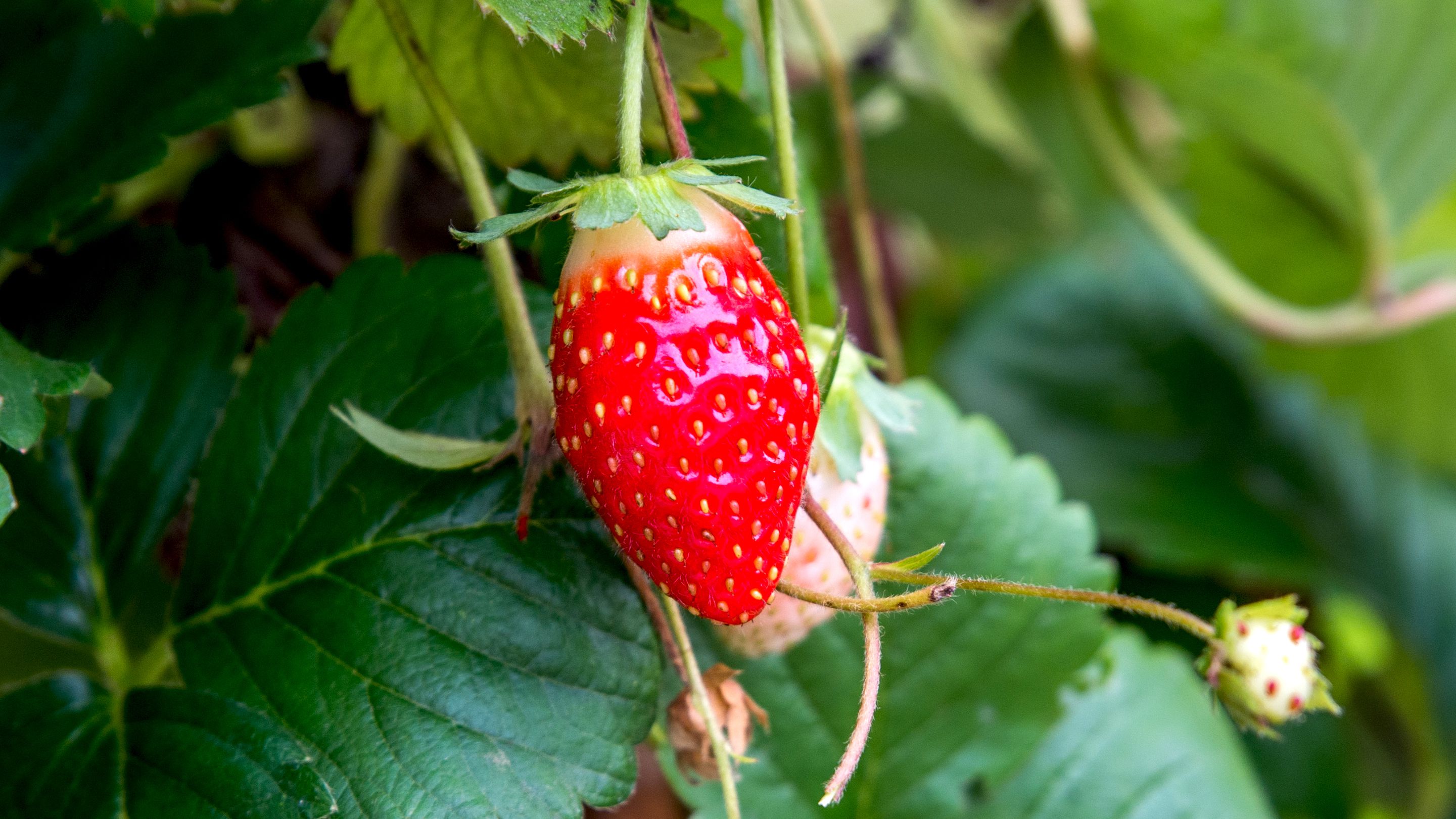 Detail Image Strawberry Nomer 54