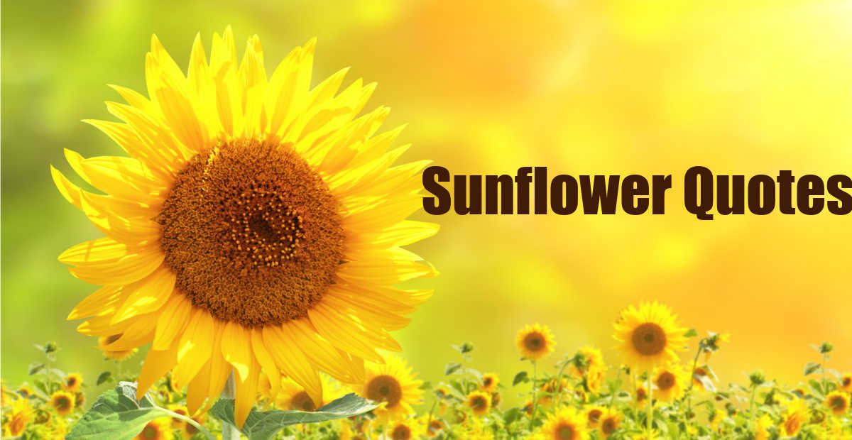 Detail Image Sunflower Nomer 25