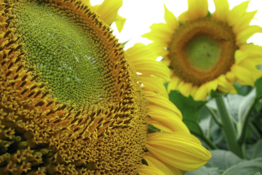 Detail Image Sunflower Nomer 58