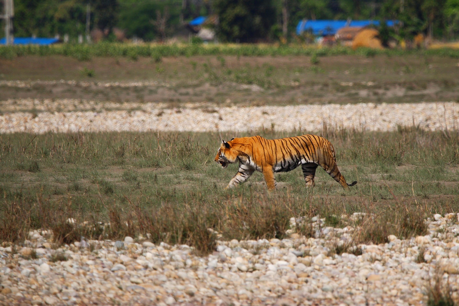 Detail Image Tiger Nomer 41