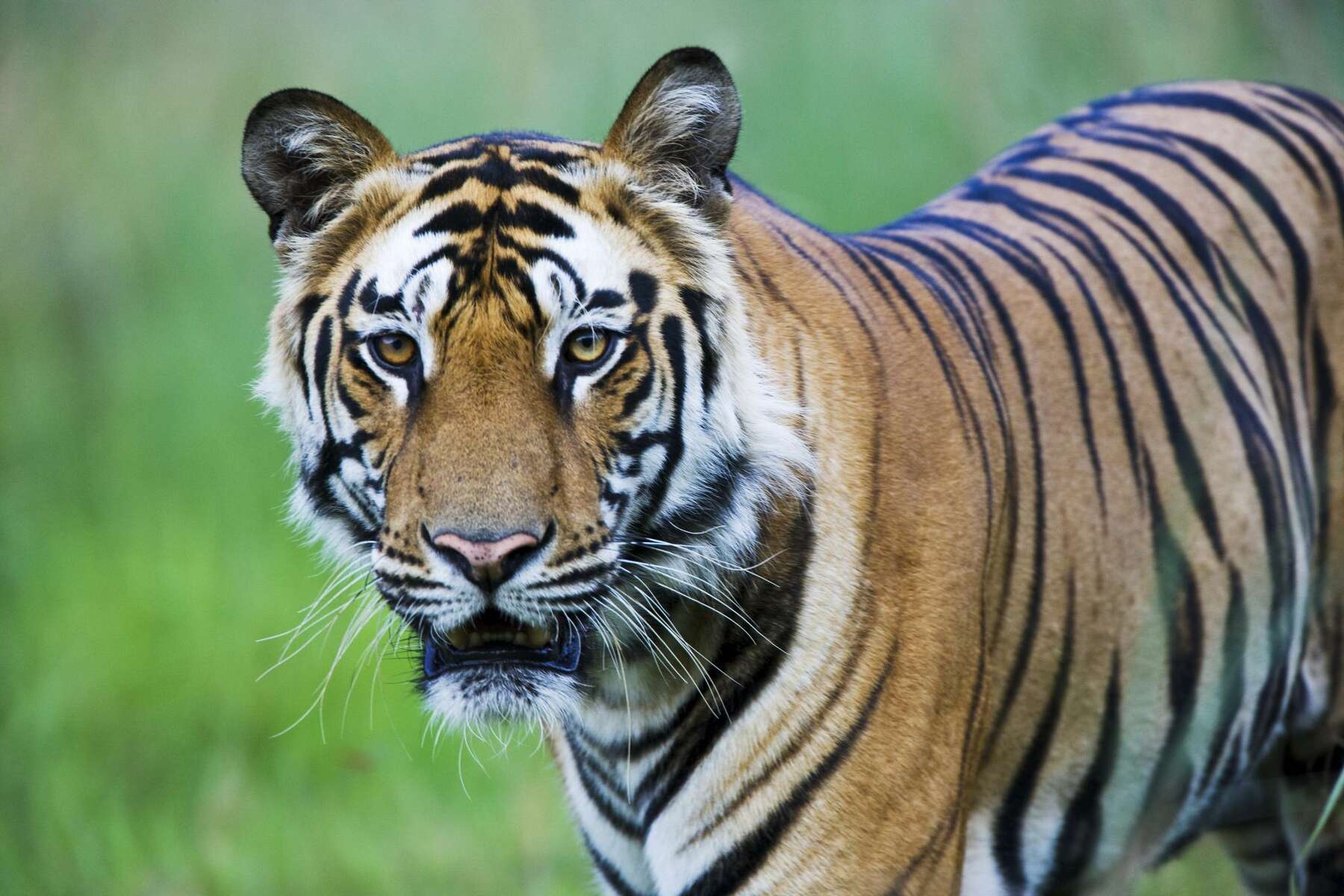 Detail Image Tiger Nomer 10