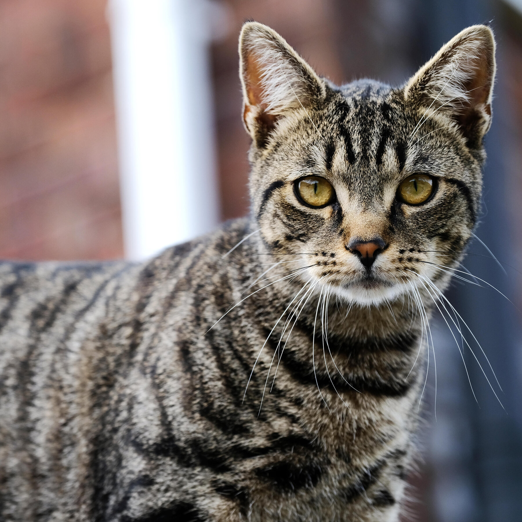 Image To Cat - KibrisPDR
