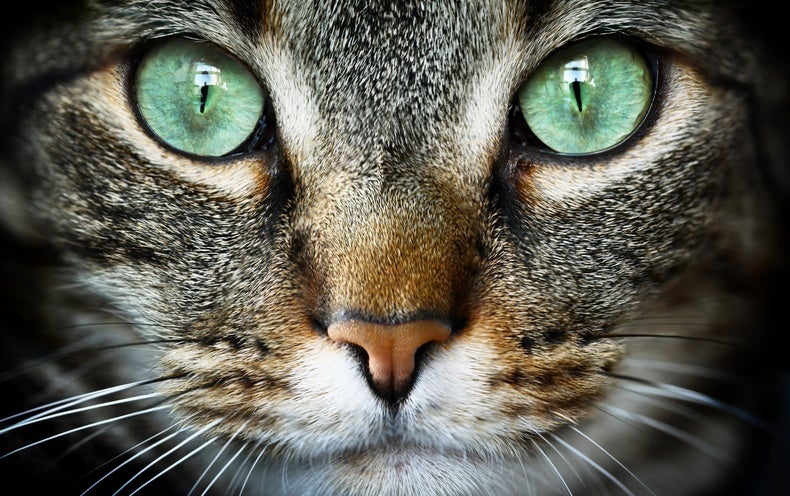 Detail Image To Cat Nomer 13