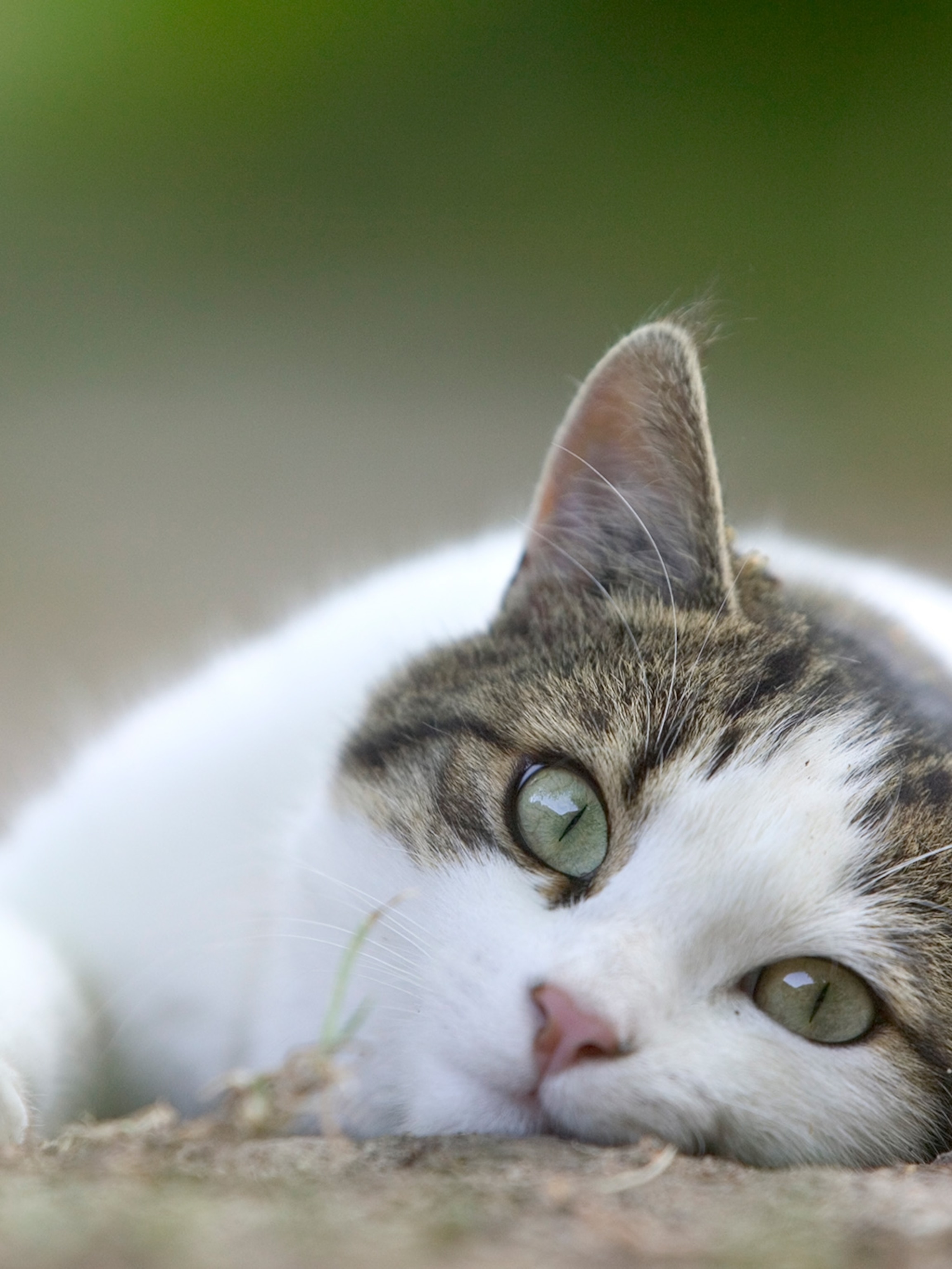 Detail Image To Cat Nomer 16