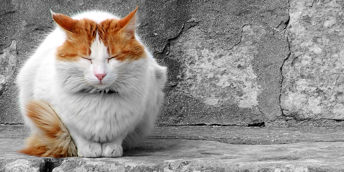 Detail Image To Cat Nomer 19