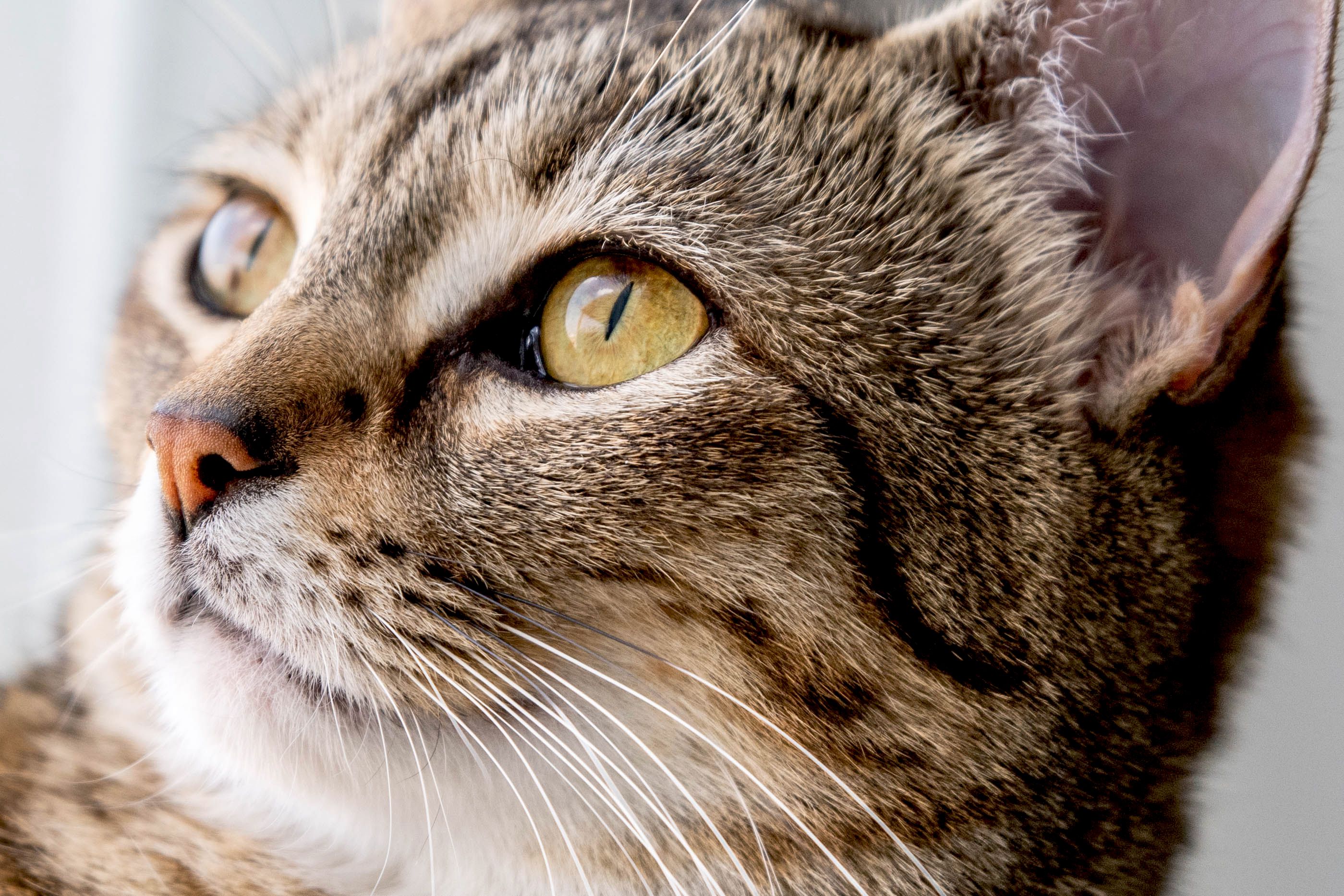 Detail Image To Cat Nomer 21
