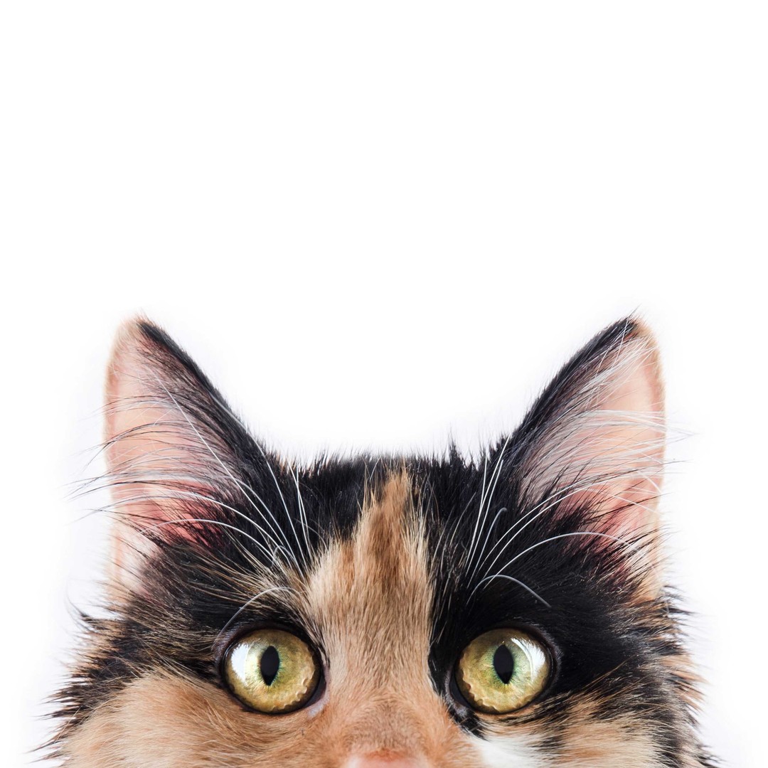 Detail Image To Cat Nomer 23