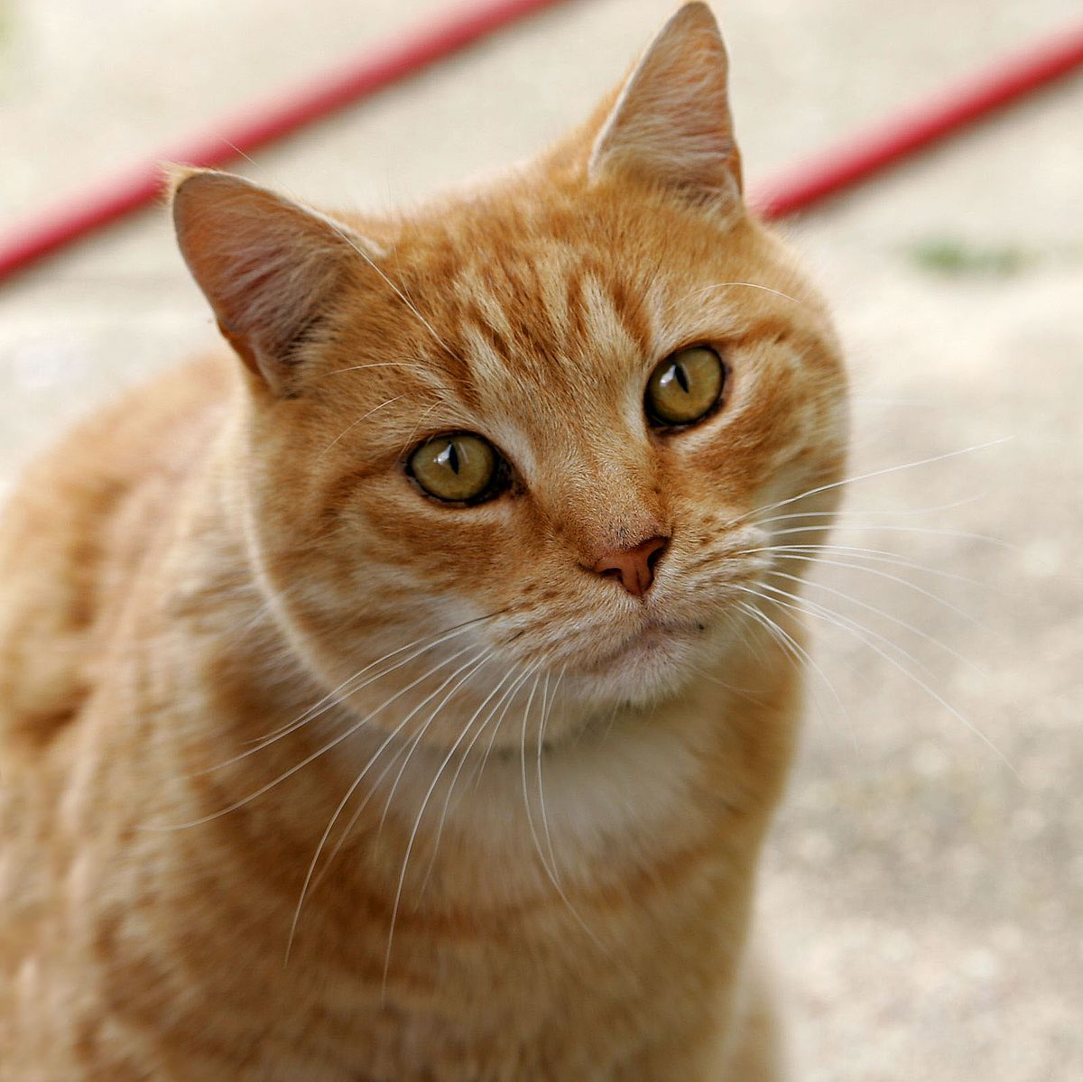Detail Image To Cat Nomer 4