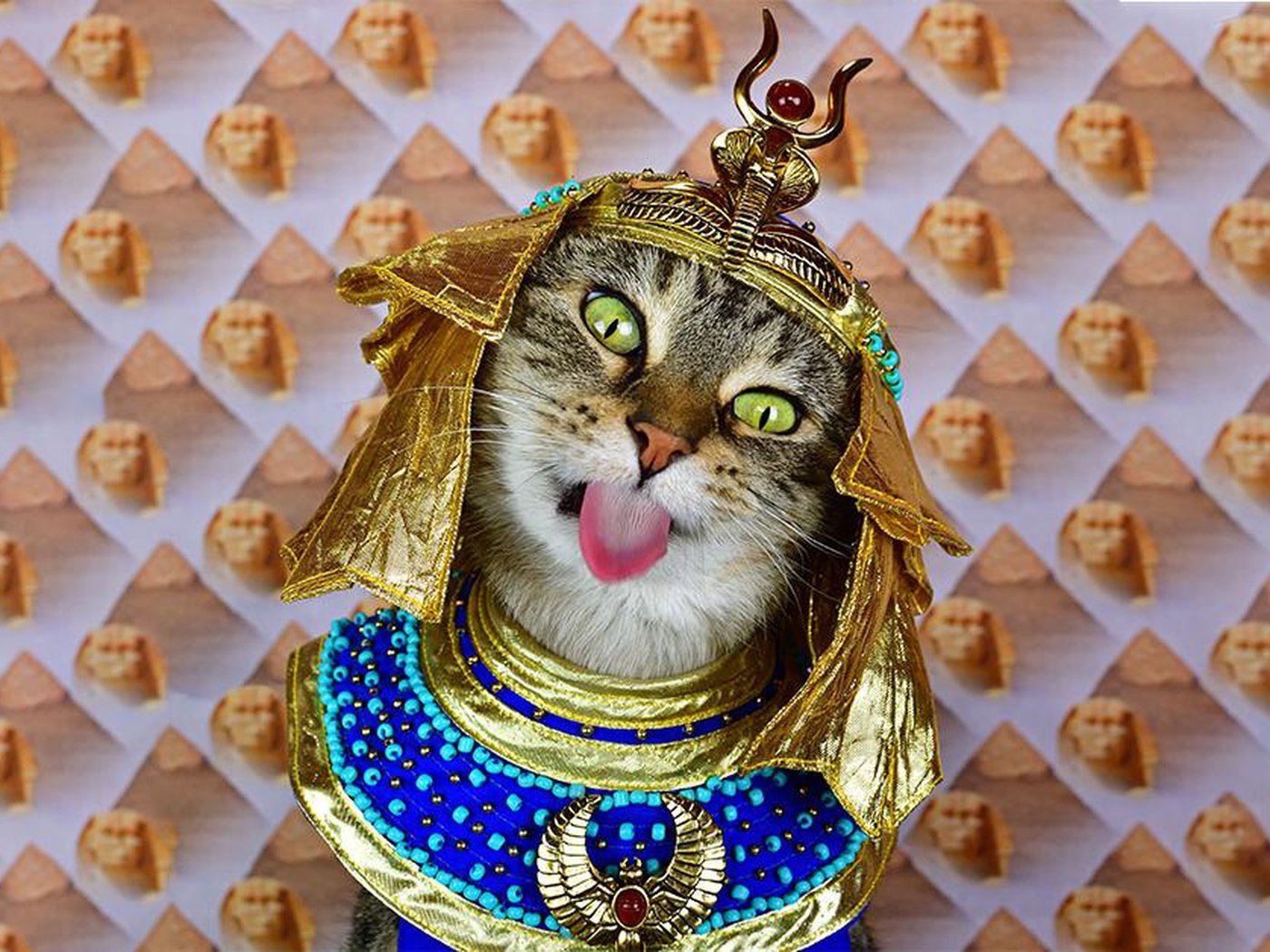 Detail Image To Cat Nomer 8