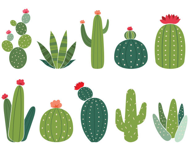 Detail Imagenes De Cactus Nomer 13