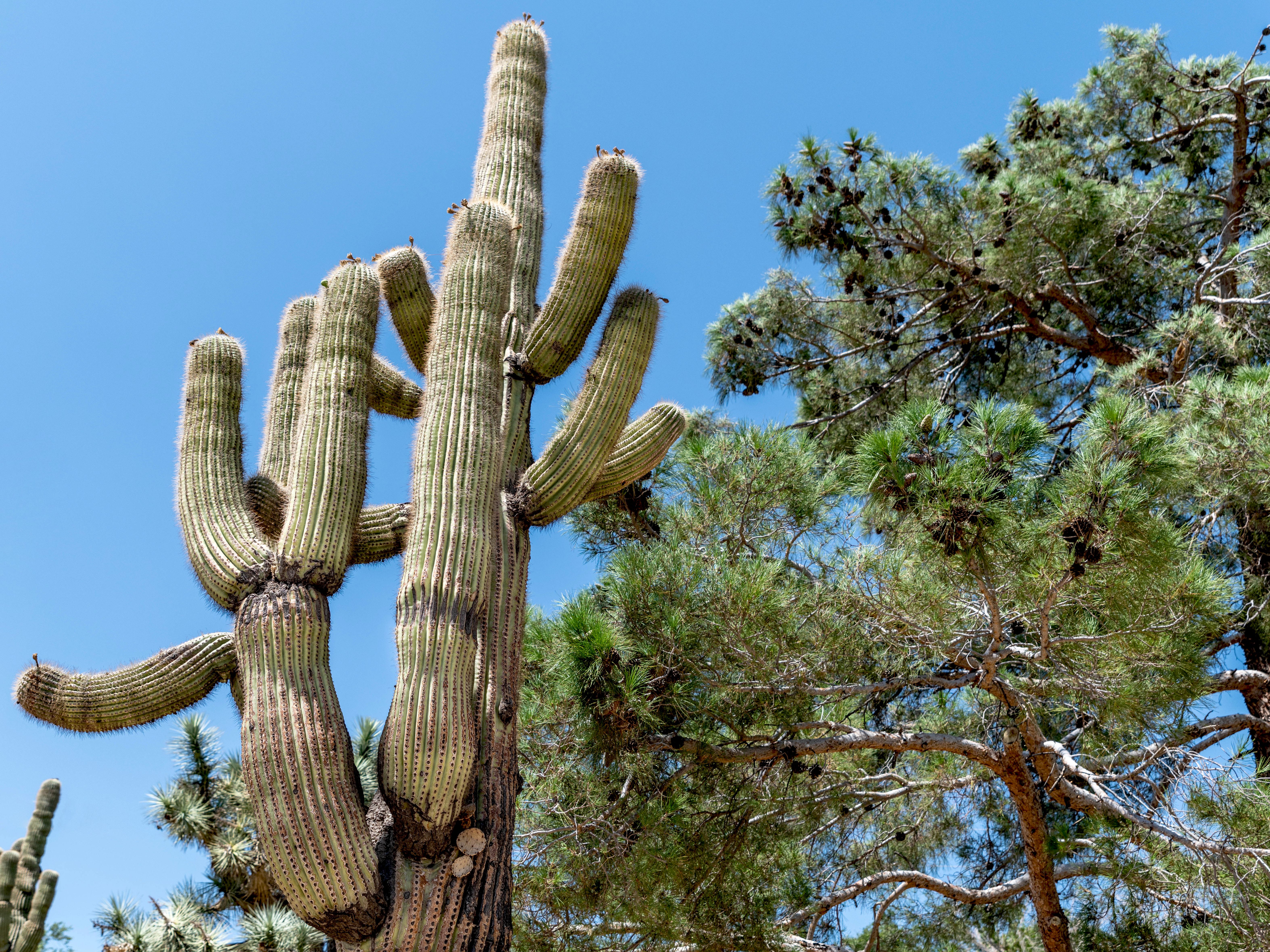 Detail Imagenes De Cactus Nomer 18