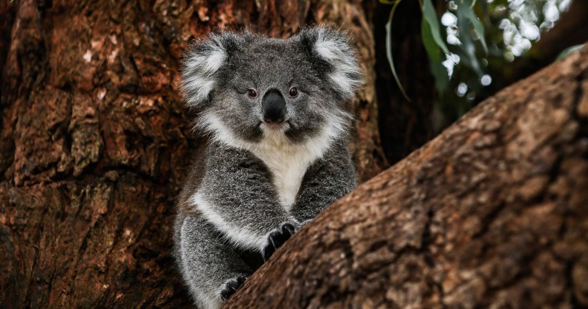 Detail Imagenes De Koala Nomer 17