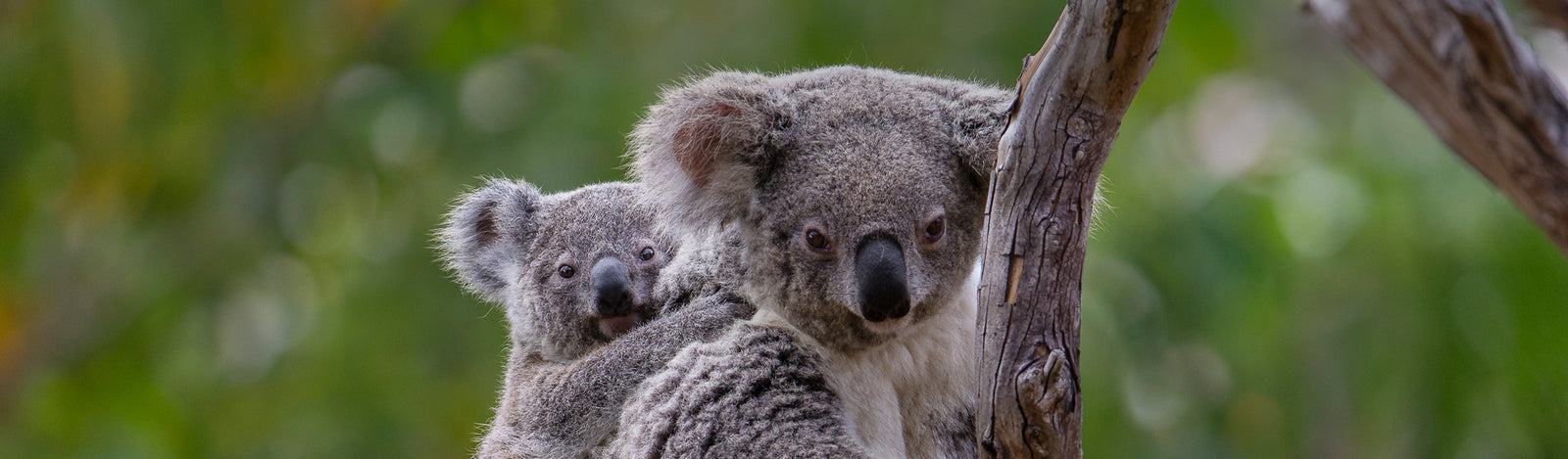 Detail Imagenes De Koala Nomer 28