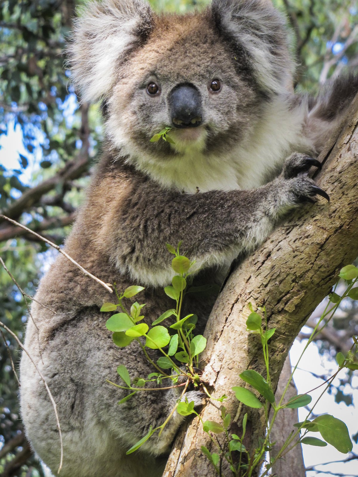 Detail Imagenes De Koala Nomer 57