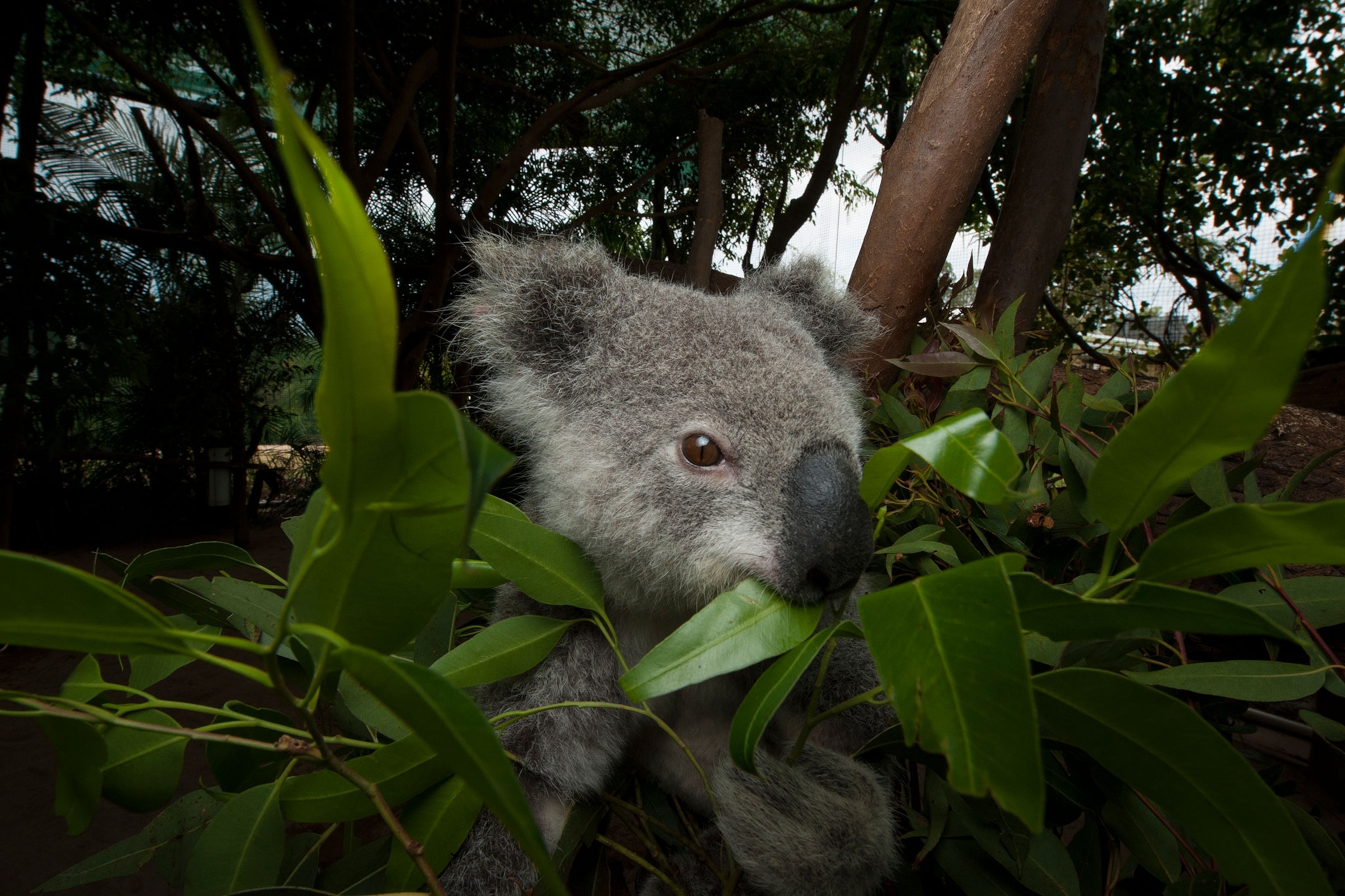 Detail Imagenes De Koala Nomer 8