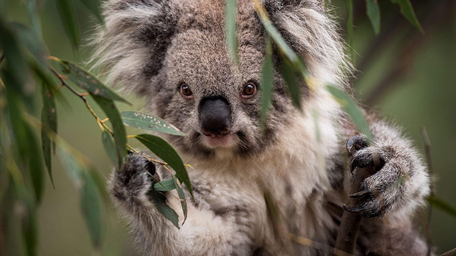 Detail Imagenes De Koalas Nomer 13