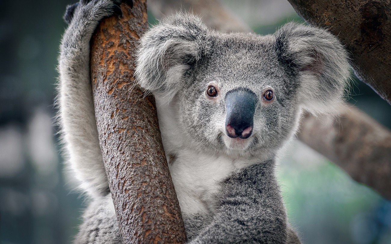 Detail Imagenes De Koalas Nomer 23