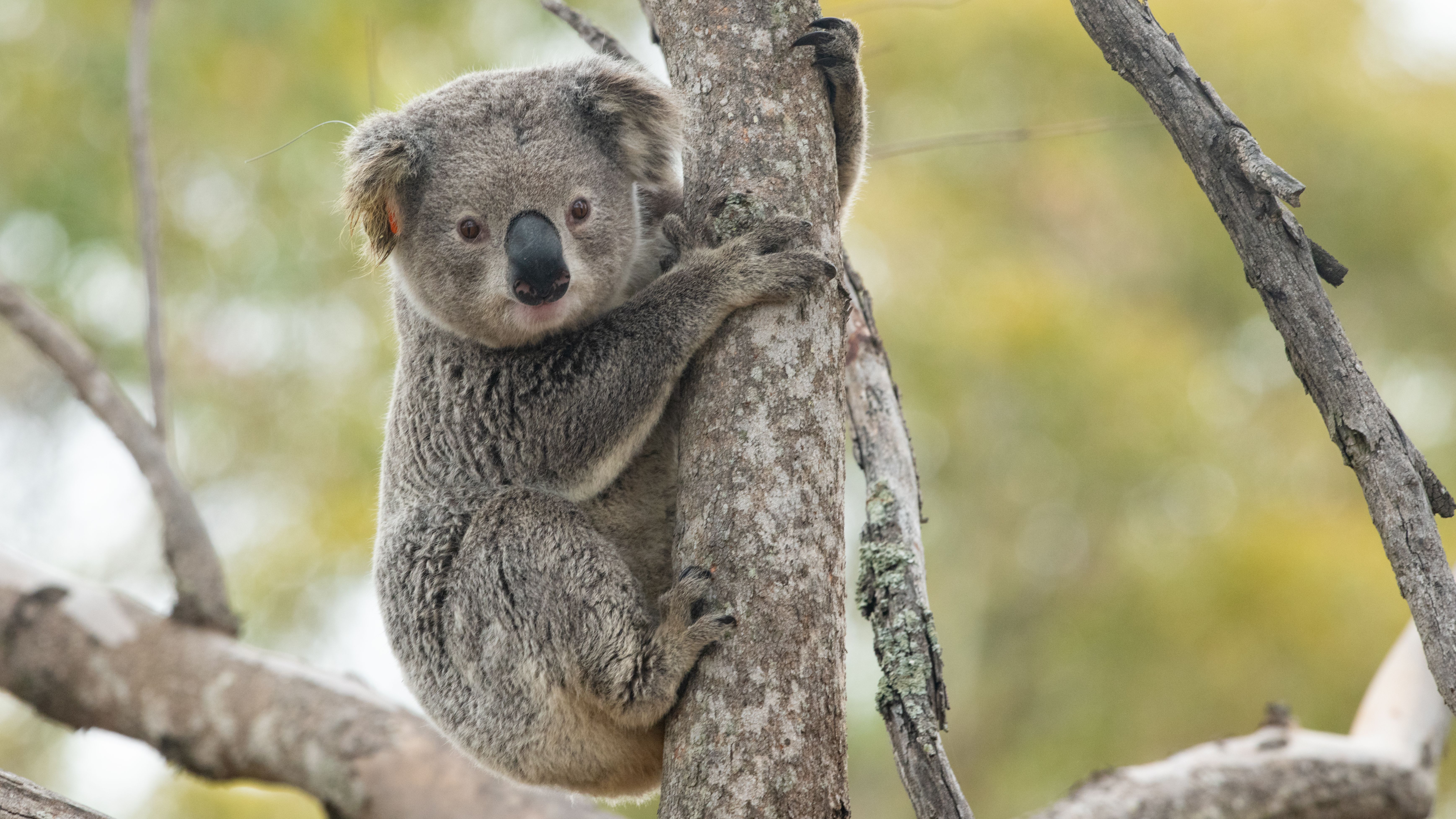 Detail Imagenes De Koalas Nomer 25