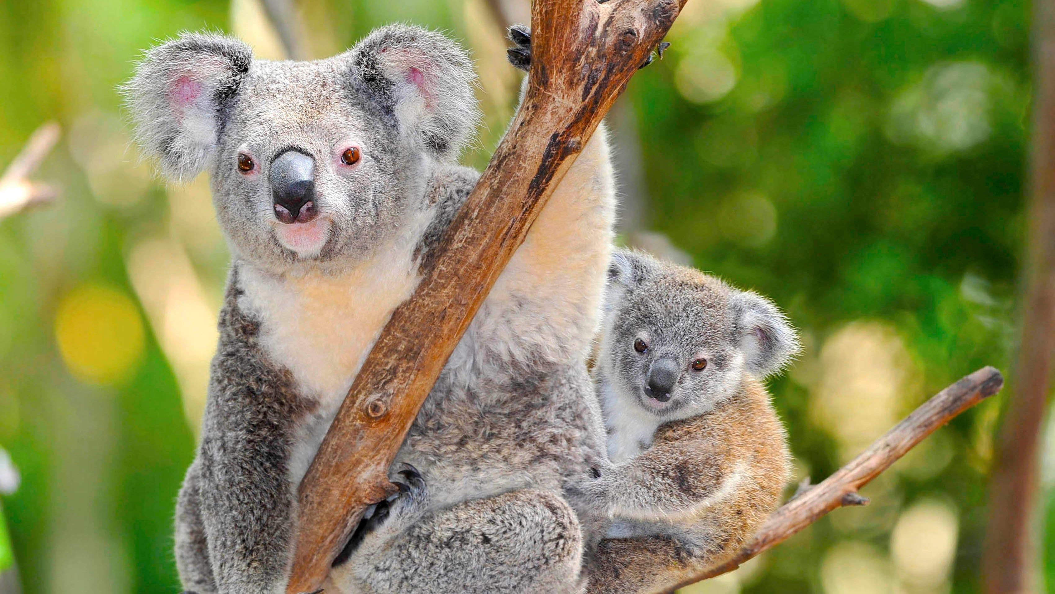 Detail Imagenes De Koalas Nomer 4