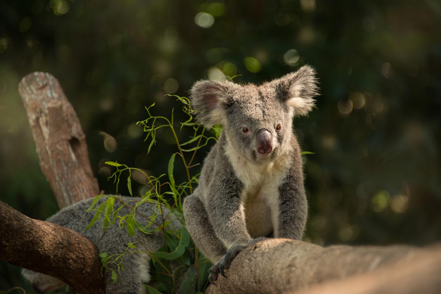 Detail Imagenes De Koalas Nomer 48