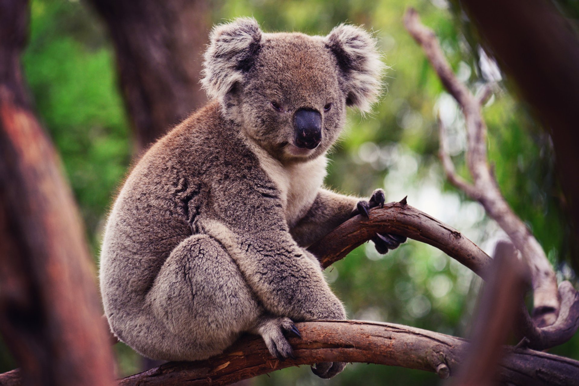 Download Imagenes De Koalas Nomer 9