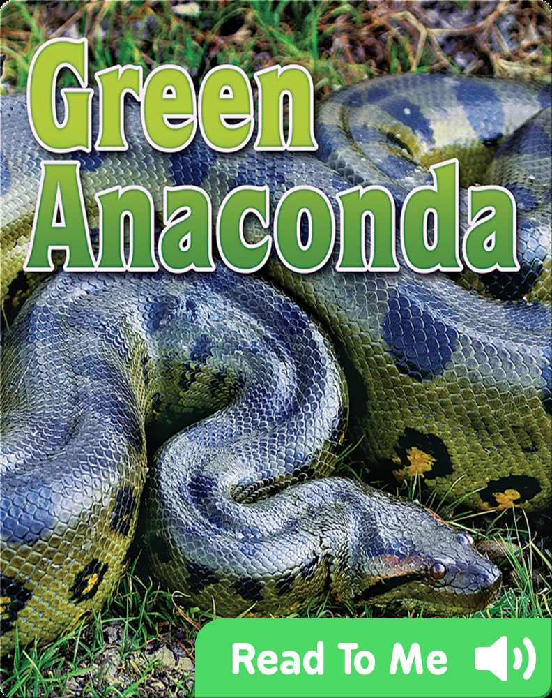 Detail Images Anaconda Nomer 49