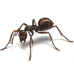 Images Ants - KibrisPDR