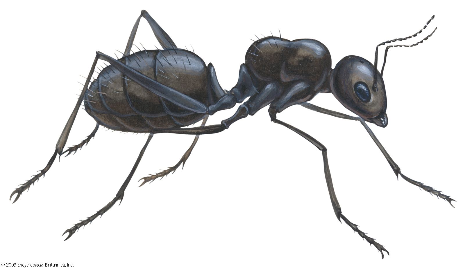 Detail Images Ants Nomer 2