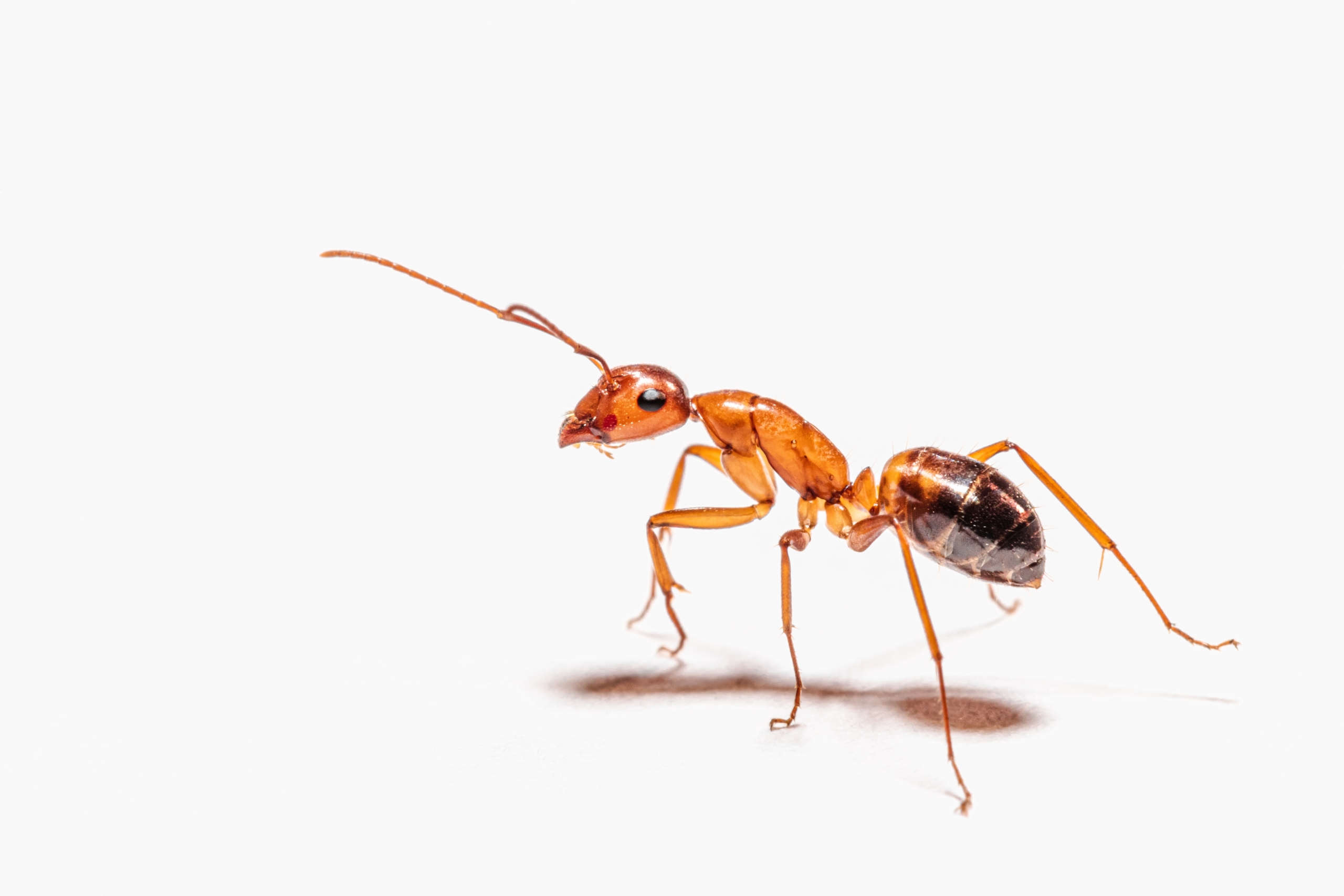 Detail Images Ants Nomer 11