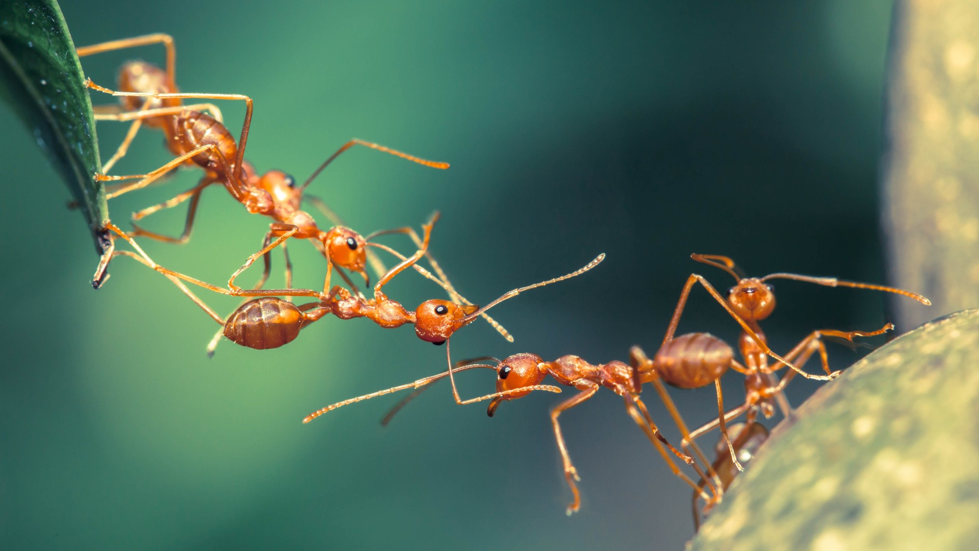 Detail Images Ants Nomer 13