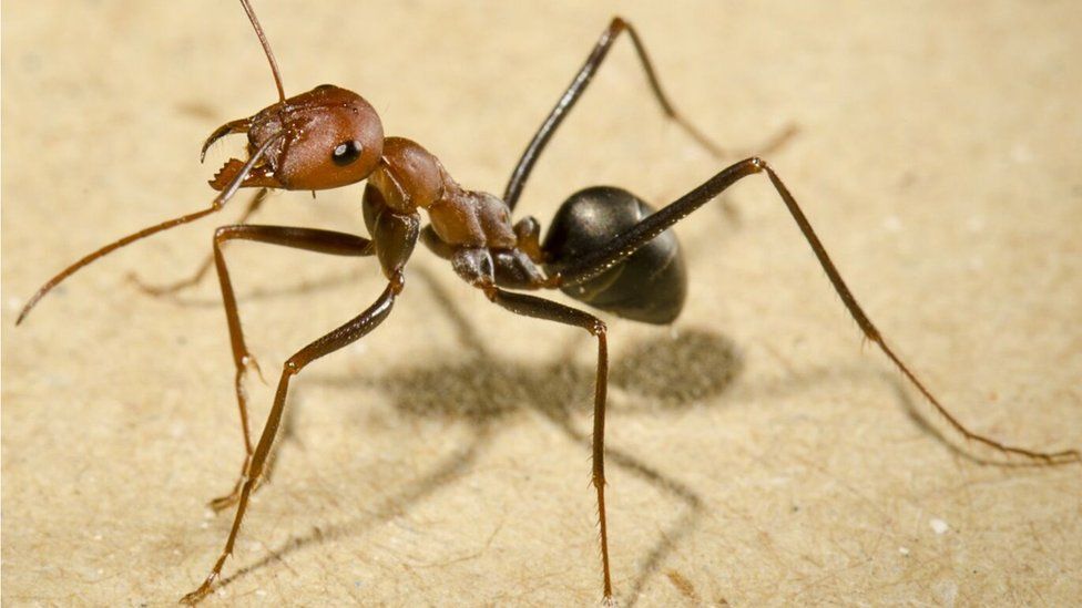 Detail Images Ants Nomer 14