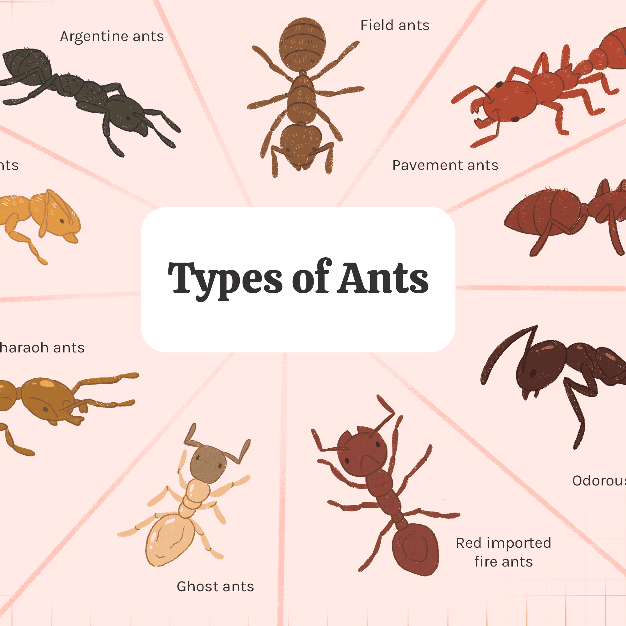 Detail Images Ants Nomer 15