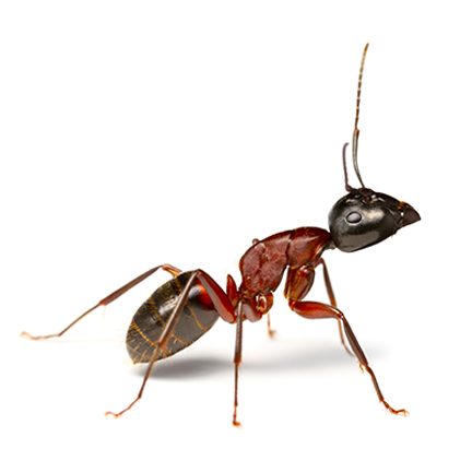 Detail Images Ants Nomer 16