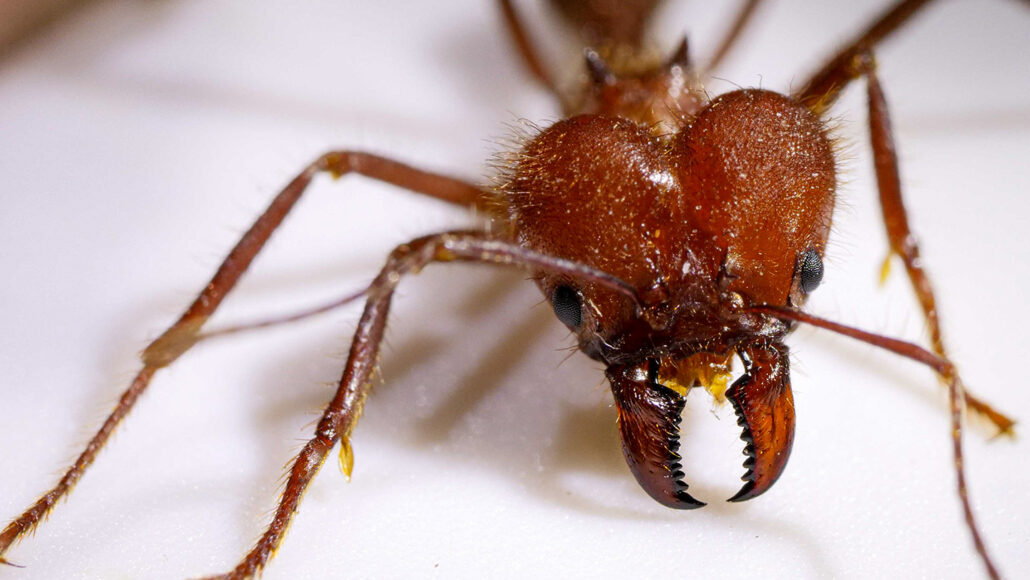 Detail Images Ants Nomer 17