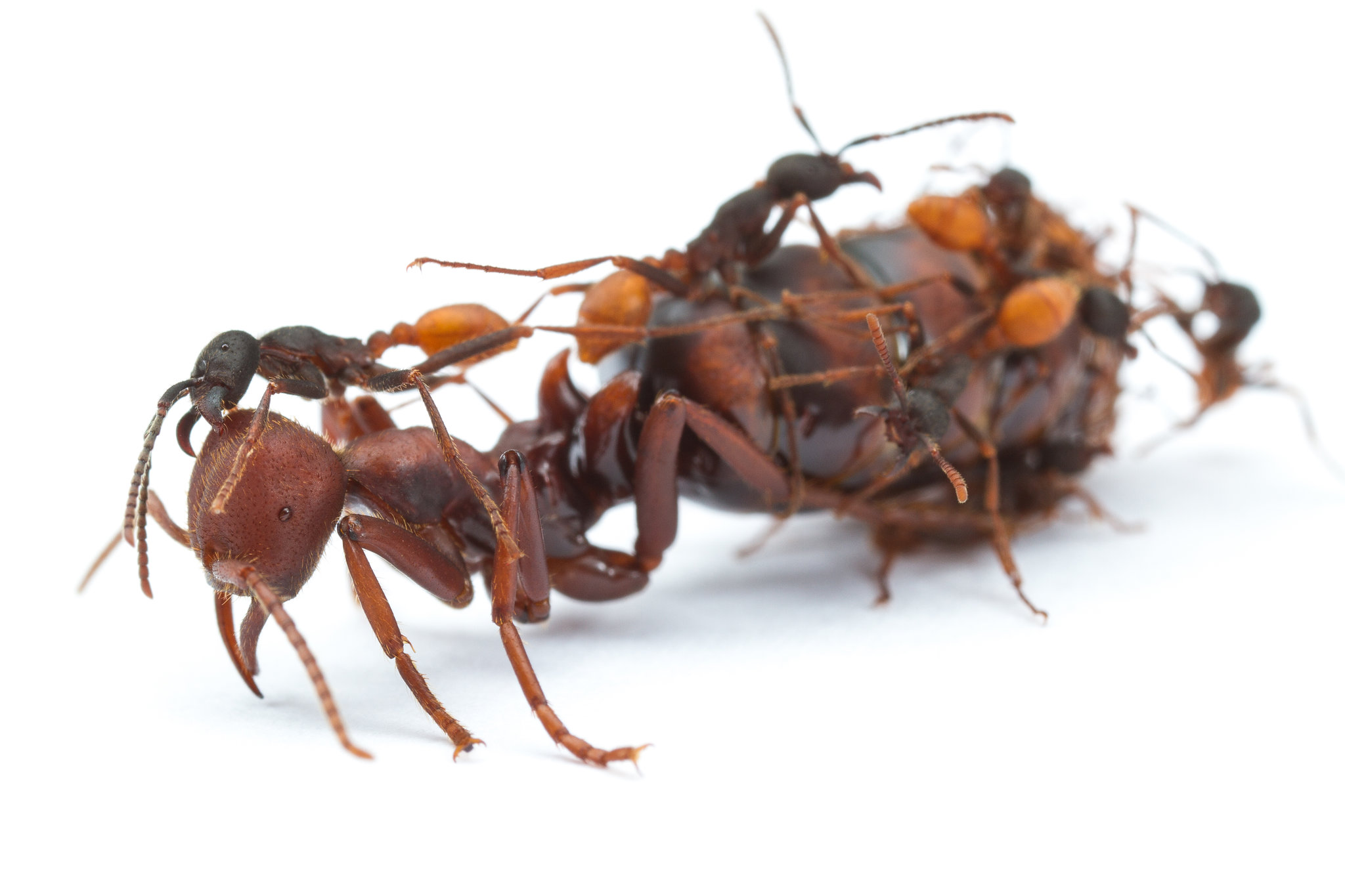 Detail Images Ants Nomer 18