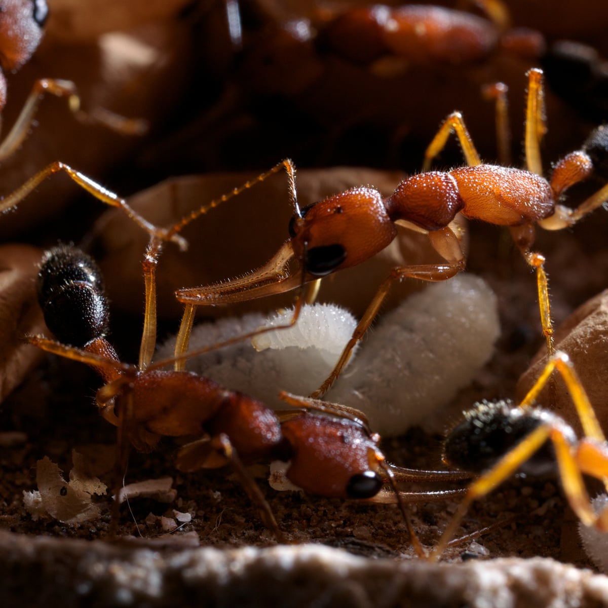 Detail Images Ants Nomer 19
