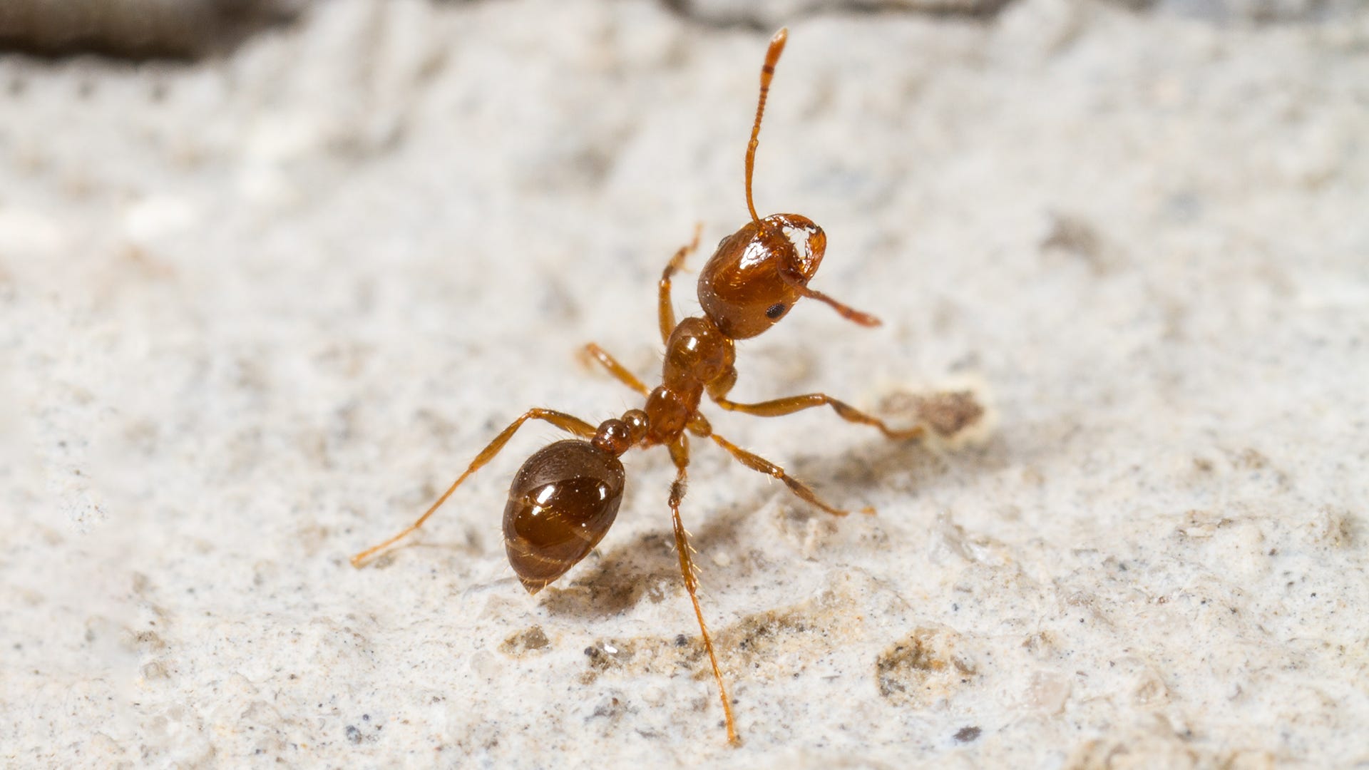 Detail Images Ants Nomer 3
