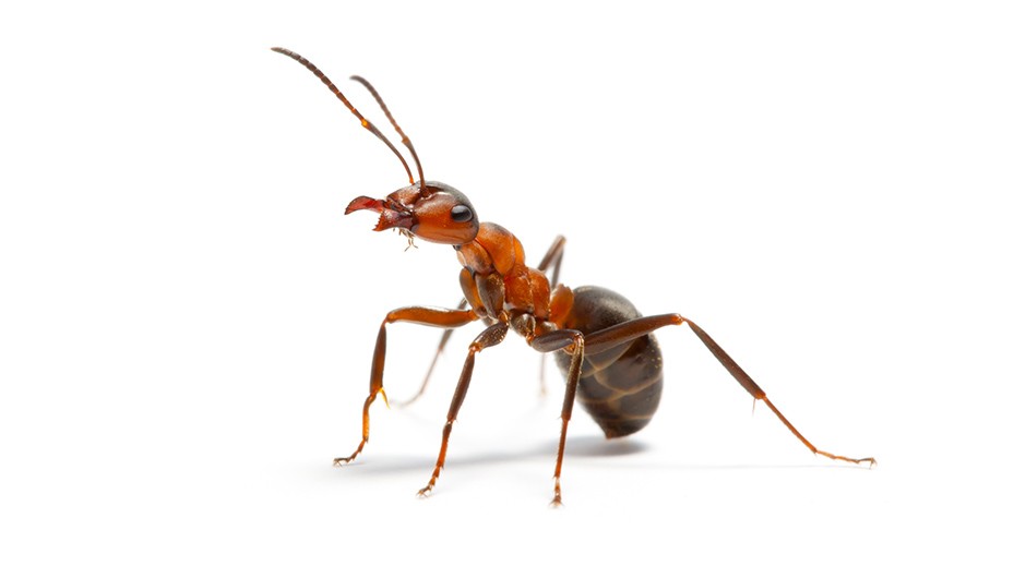 Detail Images Ants Nomer 21