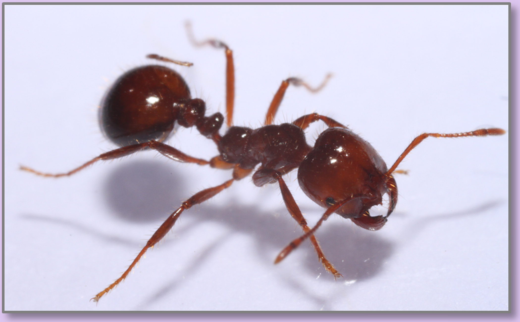 Detail Images Ants Nomer 23