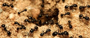 Detail Images Ants Nomer 25