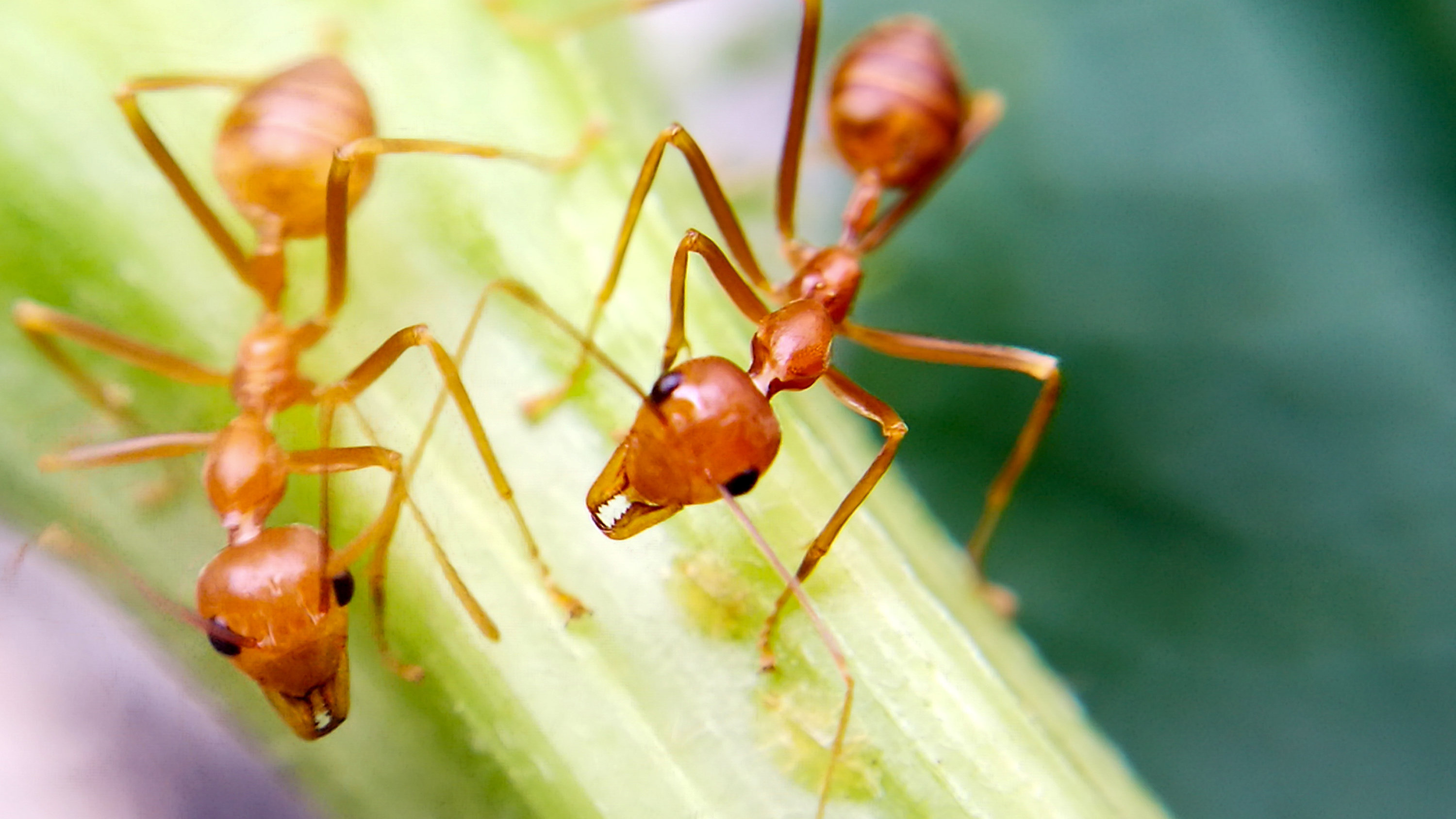Detail Images Ants Nomer 26