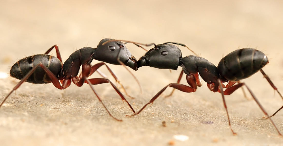 Detail Images Ants Nomer 28